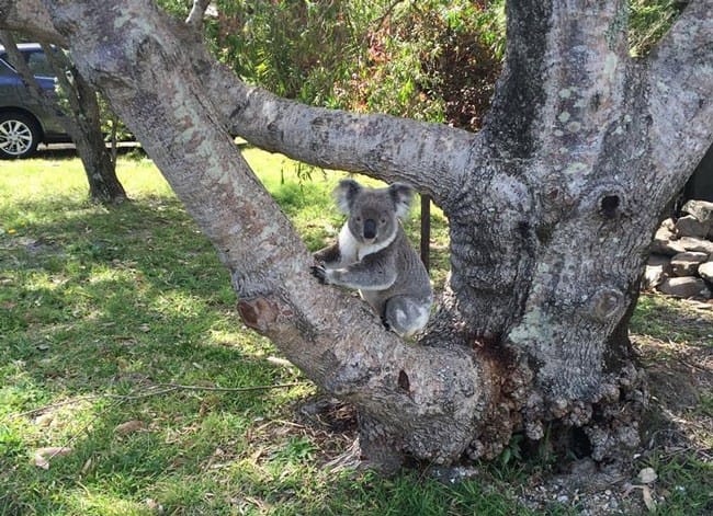 Koala en australia